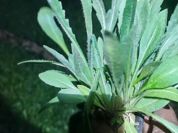 金雞菊